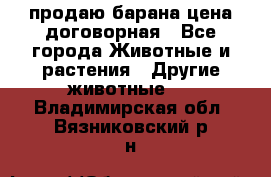 продаю барана цена договорная - Все города Животные и растения » Другие животные   . Владимирская обл.,Вязниковский р-н